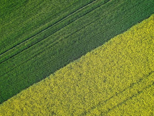 What is Bagasse (Sugarcane Pulp) and how does it benefit the planet?